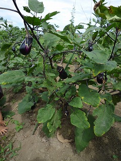 美しいエネルギーを発散するナスがあちらこちらに